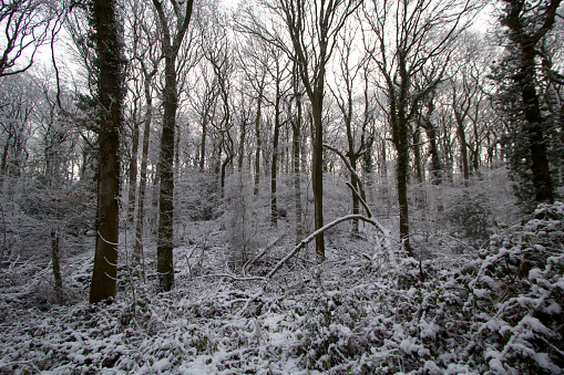 ice and snow on trees, branches, bushes, undergrowth, leaves