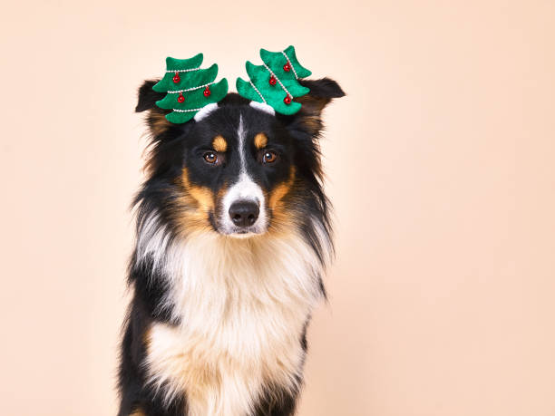 istock Australian Shepherd with green Christmas tree headdress 1067854690