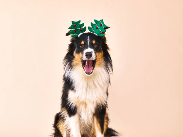 istock Australian Shepherd with green Christmas tree headdress 1067854930
