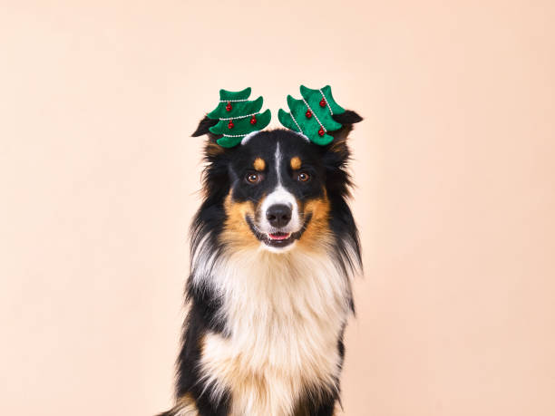 istock Australian Shepherd with green Christmas tree headdress 1067854958