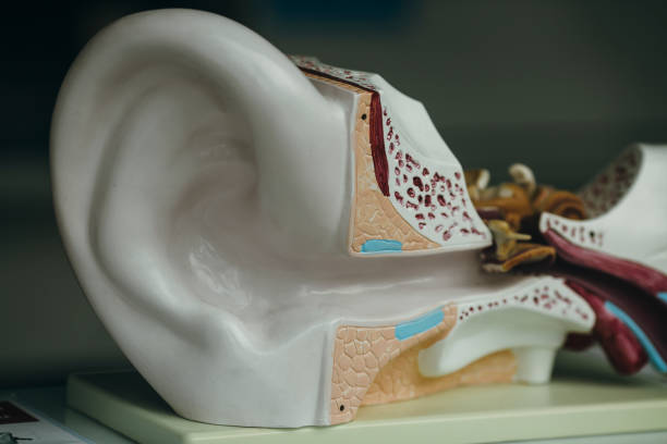 Model of a human ear Model - Object, Listening, Blackboard, Body Part, Human Body Part crista ampullaris photos stock pictures, royalty-free photos & images