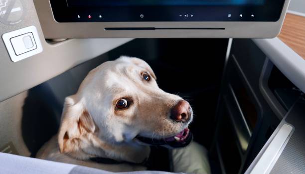 Labrador Plane First Class 1,000+ Airline Dog Stock Photos, Pictures & Royalty-Free Images - iStock