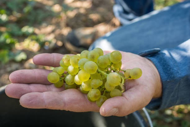 hombre demuestra el müller-thurgau en la vendimia - thurgau fotografías e imágenes de stock