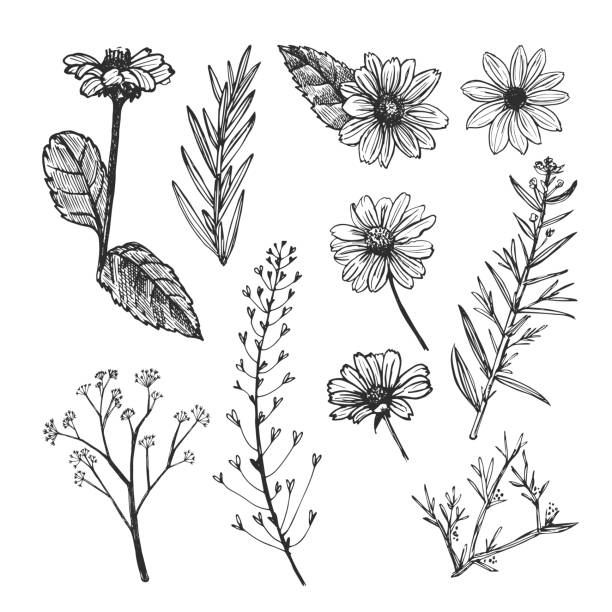 Helianthus and herb plants hand drawn sketch. Flowers and field herbs isolated on white background. helianthus stock illustrations
