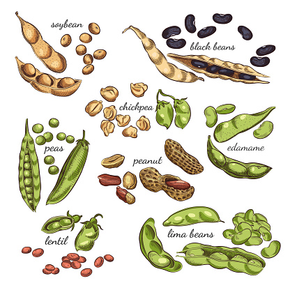 Nuts, peas, beans, pods and shells sketches isolated on white background.