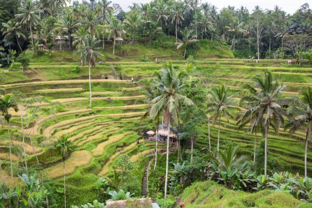 солнце поднимается над зелеными полями рисовых полей тегалаланг в самом сердце бали, индонезия. - 13280 стоковые фото и изображения