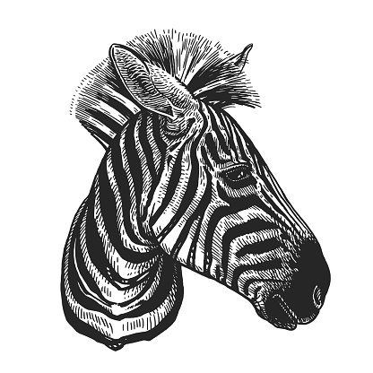 Zebra. Realistic portrait of Africa animal. Vintage engraving. Vector illustration art. Black and white hand drawing. Head of Lama is close-up. Facial expressions of Wildlife predator. Sketch