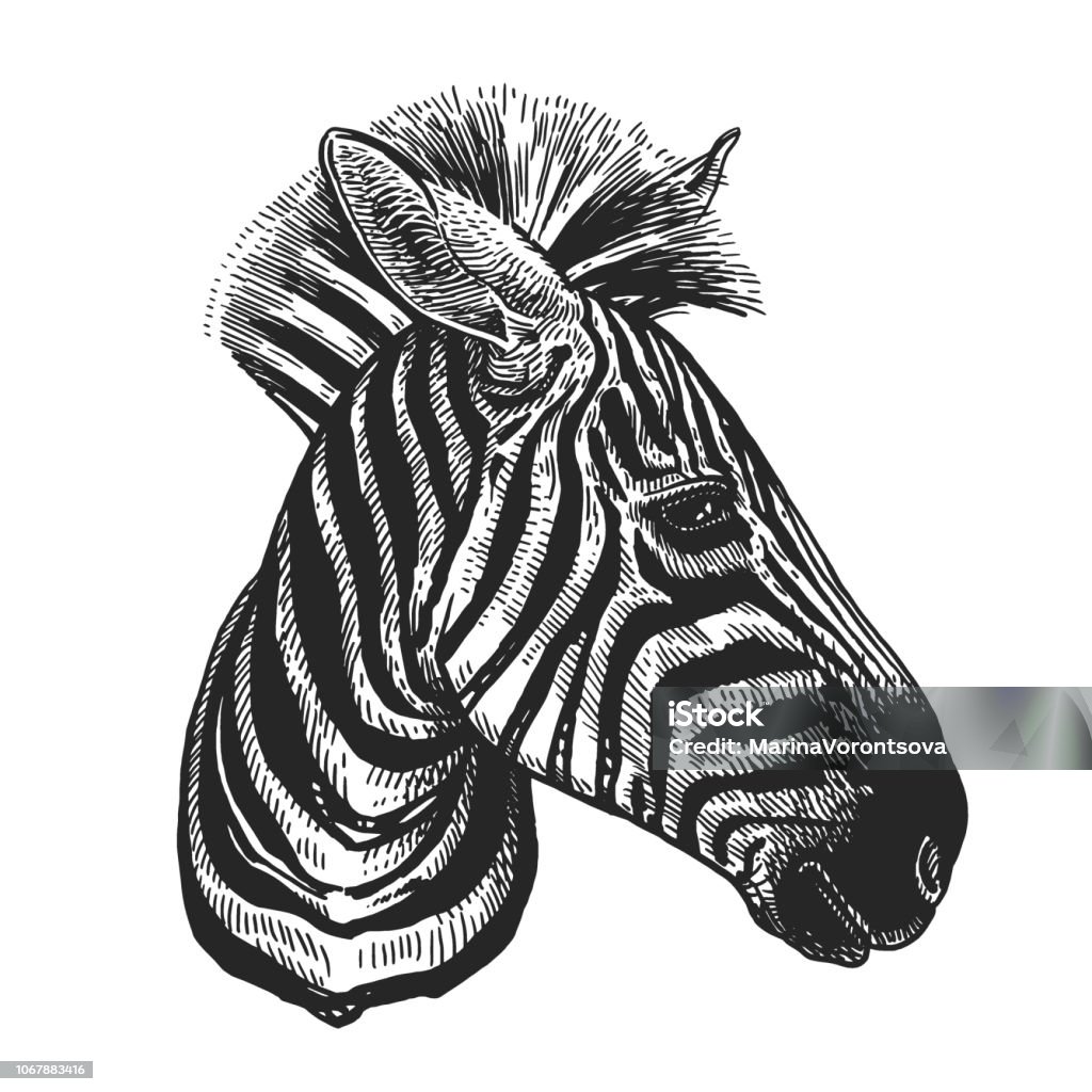 Realistic Portrait Of African Animal Zebra Vintage Engraving Black And  White Hand Drawing Vector Stock Illustration - Download Image Now - iStock