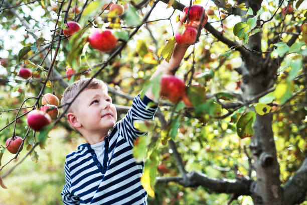 un ragazzino che raccoglie mele nel frutteto. - orchard child crop little boys foto e immagini stock
