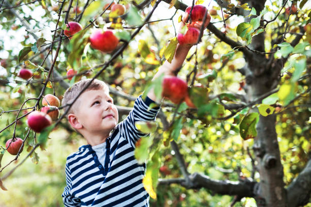 istock A small boy picking apples in orchard. 1067888690