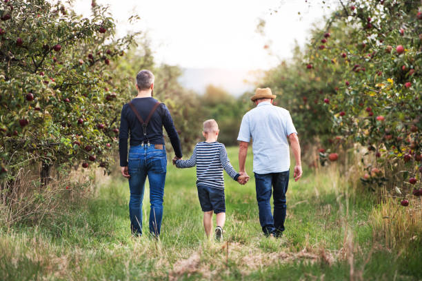 un bambino con padre e nonno che camminano nel meleto in autunno. - orchard child crop little boys foto e immagini stock