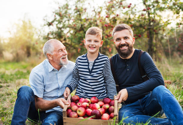 un ragazzino con padre e nonno seduti nel meleto in autunno. - orchard child crop little boys foto e immagini stock