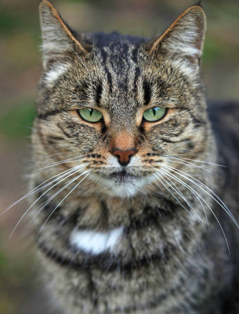 Cat portrait frontal view