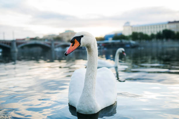 istock A beautiful white swan swimming on river Vltava in Prague. 1067898612