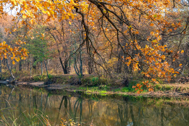 istock The branches of the autumn forest loom over the quiet river 1067898636