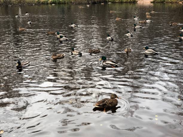 istock Water,Lake,Bird,Duck,Nature 1067901172