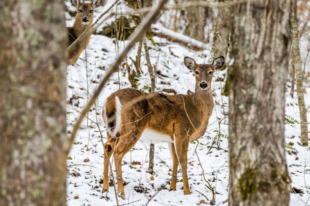 A whitetail deer pauses in the snow in this winter scene.