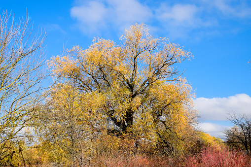 Yellow willow leaves. Willow tree in autumn