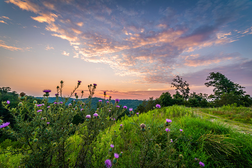 The sky lights up up in color as the sun sets with purple thistle in the foreground.