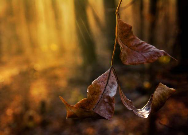 istock Late autumn in the forest. 1067910798