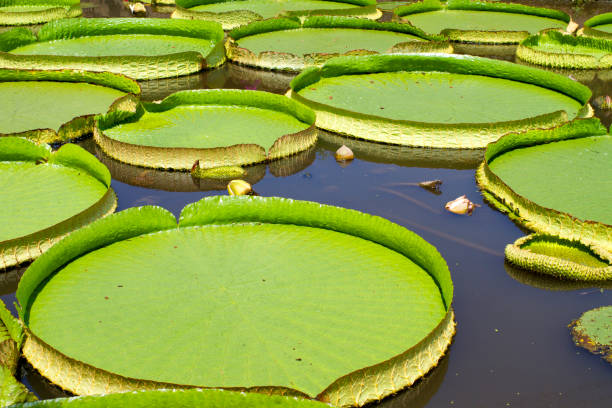 istock Victoria Lotus 1067911592