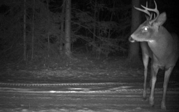 istock One Buck roaming alone on a wintery night 1067911770