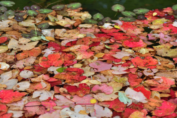 istock Autumn leaves in water. Japanese park 1067916404