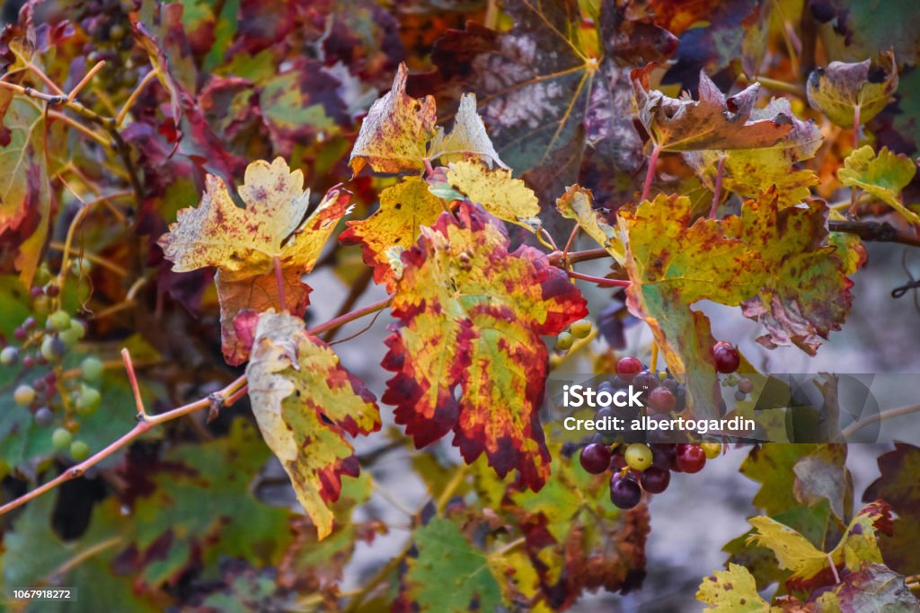 macro view of grapes vineyards in autumn in la rioja, spain macro view details of grapes vineyards in autumn in la rioja, spain Abstract Stock Photo