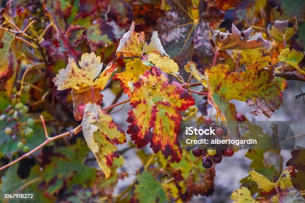 Macro View Of Grapes Vineyards In Autumn In La Rioja Spain Stock Photo - Download Image Now