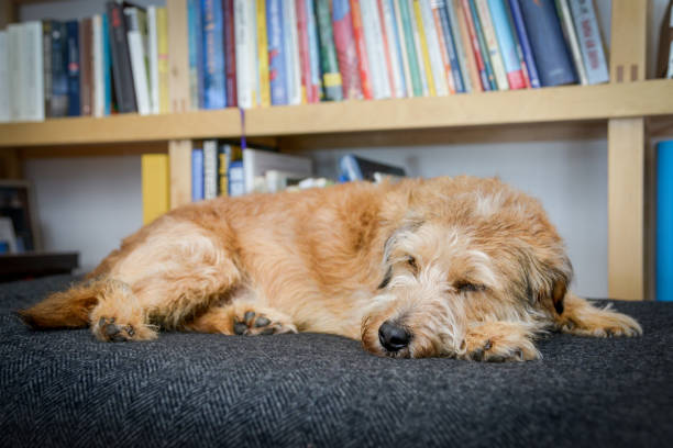 chien se trouve sur la couverture de chien, coussin chien et dort ou est en alerte. à la maison en face d’une étagère - lying on front lying down resting alertness photos et images de collection