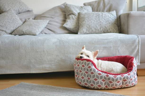 der hund liegt in seinem hundebett - pets bed bedroom animal stock-fotos und bilder