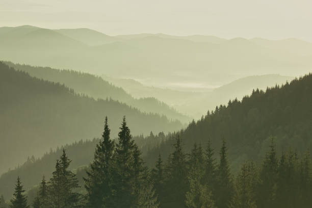 istock Mountains covered with woods in the early morning mist 1067924690