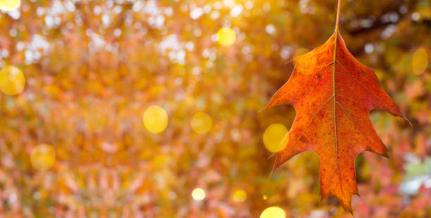 istock AUTUMN BACKGROUNDS, COLORFUL LEAF WITH DEFOCUSED FALL COLORS AND SUNSET LIGHT LIKE BACKGROUND. COPY SPACE. WEB BANNER 1067932458