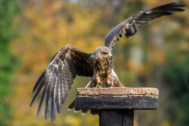 istock kite bird of prey landing on a perch 1067937674