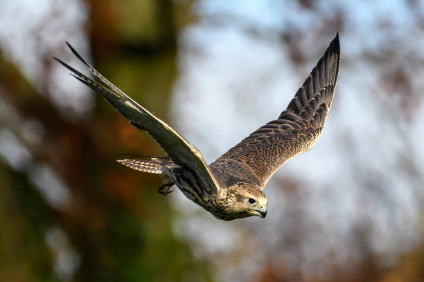 сокол птица в полете - peregrine falcon фотографии стоковые фото и изображения