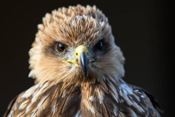 istock Bird of Prey Portrait 1067937818