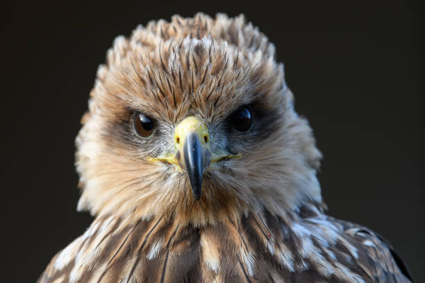 istock Bird of Prey Portrait 1067937880
