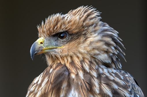 Bird of Prey Portrait taken at a Falconry centre