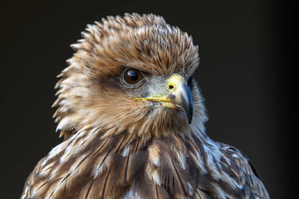 istock Bird of Prey Portrait 1067937938