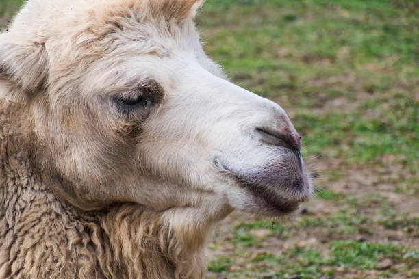 Close-up of the head of a Camel (Camelus Dromedarius). Family Camelidae, native of desert areas. Artiodactyl mammal. Herbivorous animal, and ruminant. He observe us with attentive and calm look while we take the photography, as posing for the camera