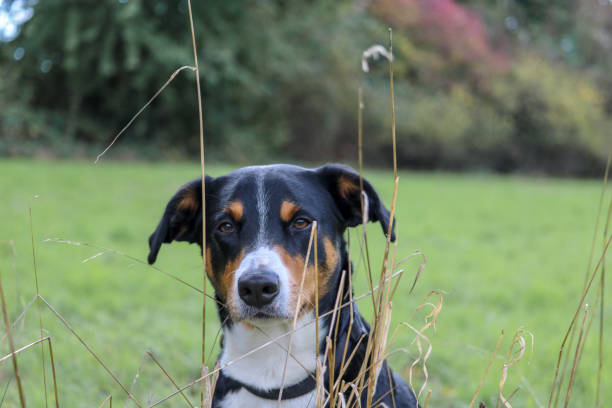 istock Appenzell Mountain Dog 1067938852