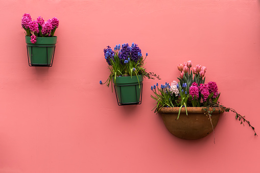 Spring flowers in flowerpots hanging on the pink house wall. Spring background with tulips, muscari, hyacinths.