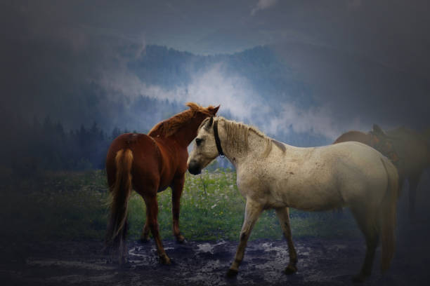 istock horses in a clearing in the mountains after rain 1067943820