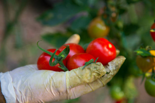 istock Hands holding tomato harvest-close up 1067945470