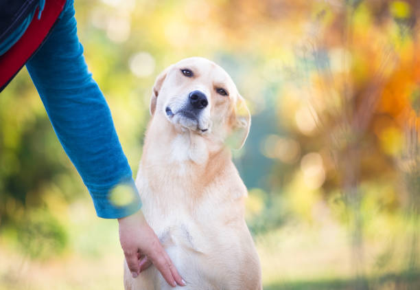 istock Happy adopted dog. Pet rescue concept 1067947420