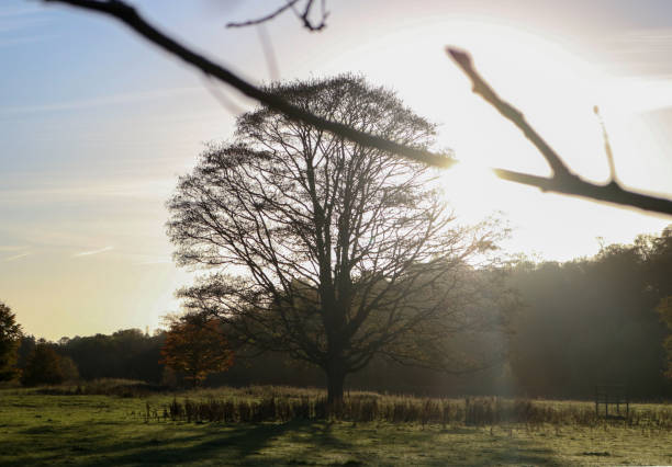 60+ Pawley Stock Photos, Pictures & RoyaltyFree Images iStock