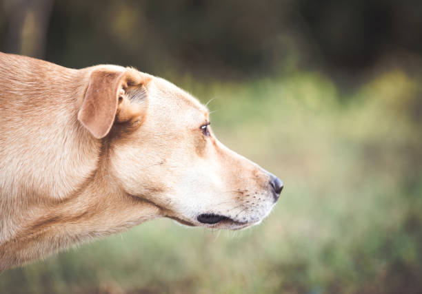 istock Happy adopted dog. Pet rescue concept 1067948642