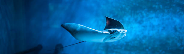 istock Cramp-fish in blue water. Stingray swimming underwater 1067950232