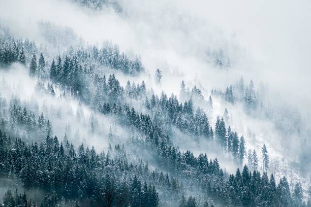 Misty Mountains thick fog over a pine forest during winter evergreen tree photos stock pictures, royalty-free photos & images