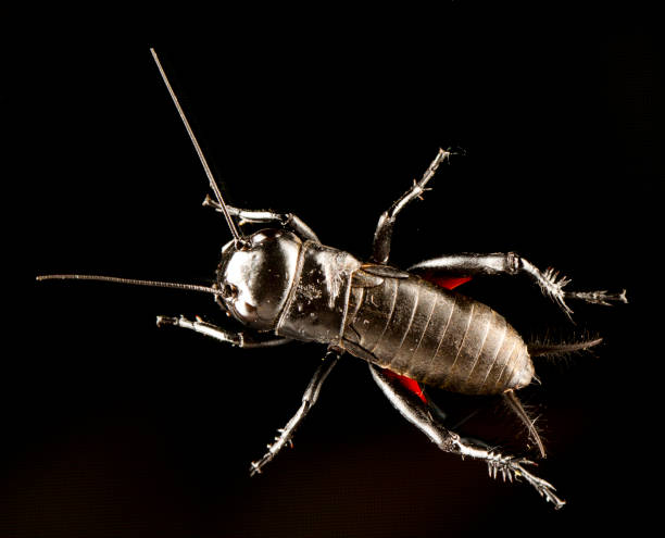 istock Cricket insect or Gryllidae isolated on a black background 1067962244